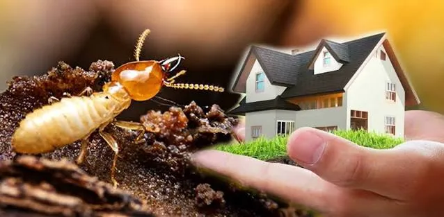 Termite Control & Prevention