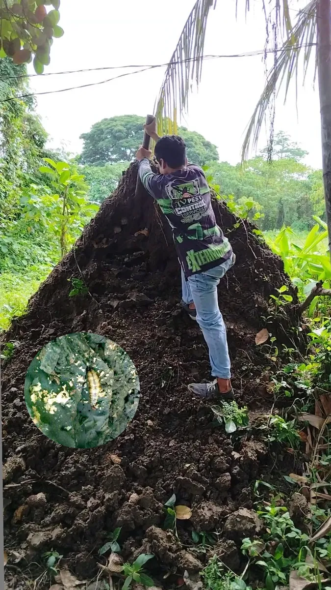 Mound Demolition